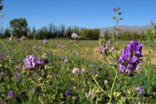 خرید بهترین انواع یونجه برای قند خون با قیمت ارزان