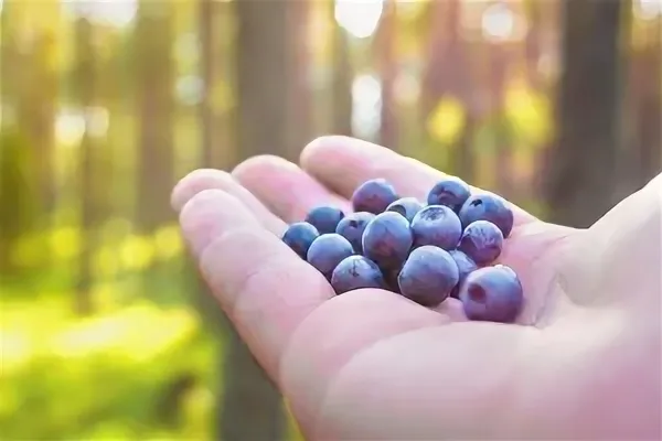 خرید و قیمت روز بلوبری خونی