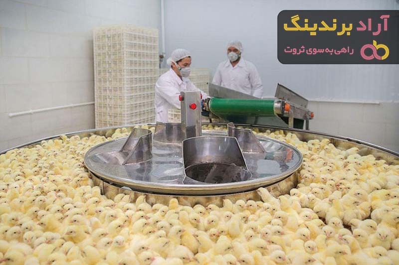 دستگاه جوجه کشی شترمرغ صنعتی | خرید با قیمت ارزان