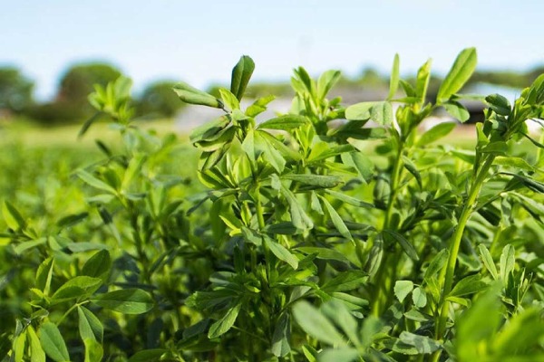 یونجه خشک برای خرگوش + بهترین قیمت خرید