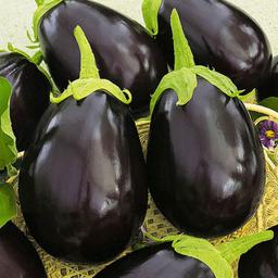 قیمت خرید بادمجان شمالی + آموزش