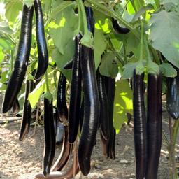 معرفی انواع بادمجان له شده  + قیمت خرید روز