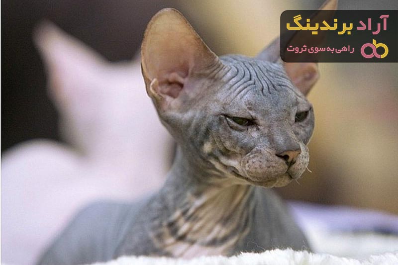 قیمت گربه اسفینکس + خرید گربه بدون مو یا بی مو
