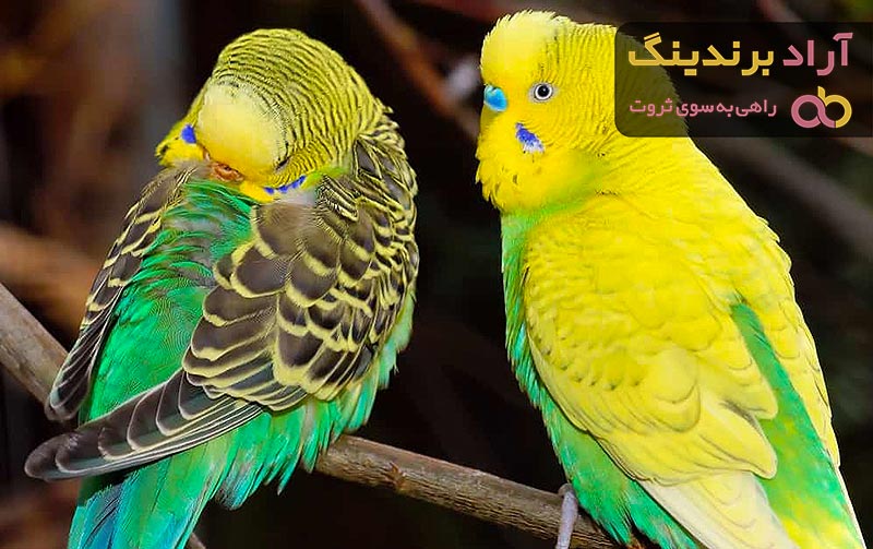 قیمت خرید مرغ عشق هلندی + عکس