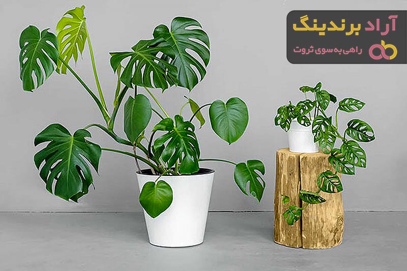 خرید انواع گل گیاه آپارتمانی + قیمت