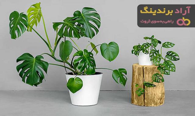 خرید انواع گل گیاه آپارتمانی + قیمت