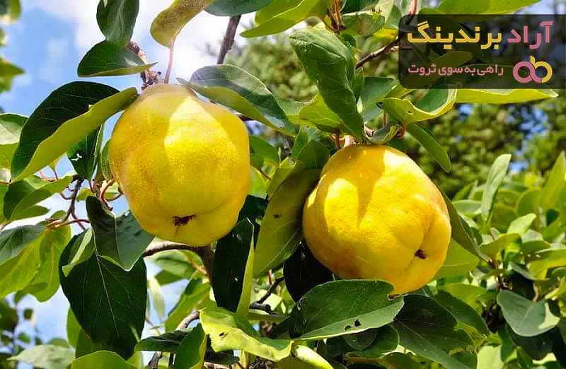 لیست قیمت میوه به آبان ۱۴۰۱