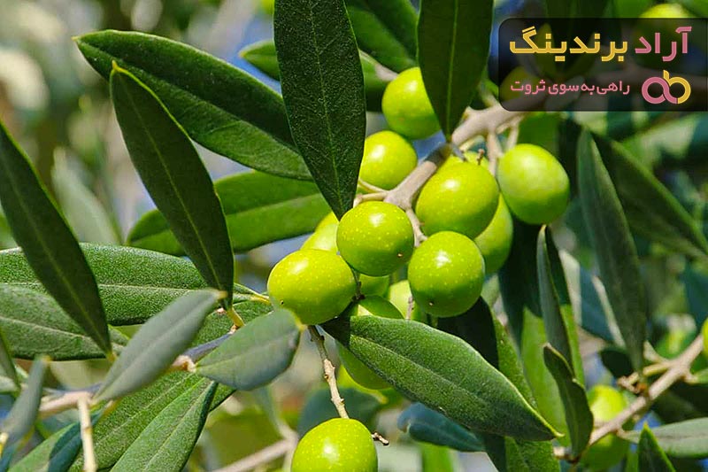 خرید انواع زیتون سبز با بهترین قیمت