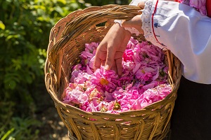 خرید سبد گل + معرفی کارخانه تولید و عرضه پخش