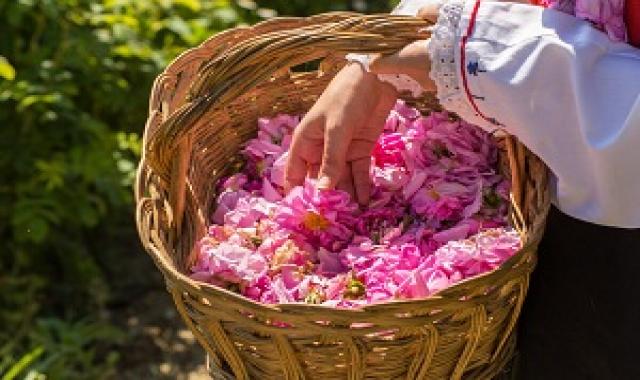 خرید سبد گل + معرفی کارخانه تولید و عرضه پخش