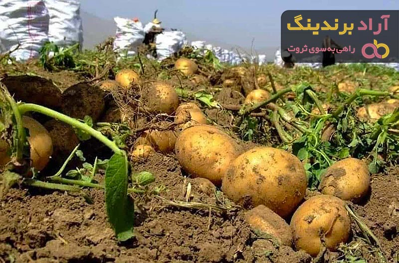 قیمت و خرید سیب زمینی پوست قهوه ایی + فروش ارزان