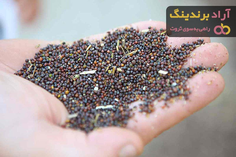 قیمت دانه کلزا + خرید و فروش دانه کلزا عمده