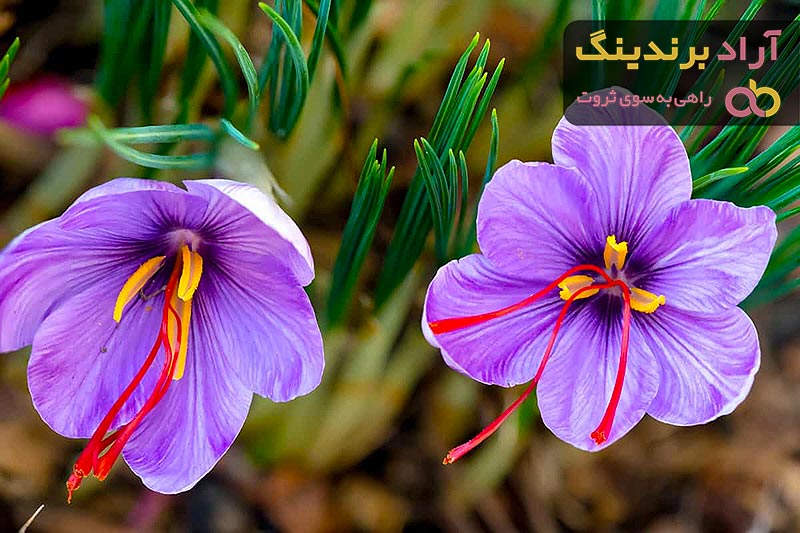 قیمت زعفران نگینی + بهترین قیمت خرید روز زعفران نگینی با جدیدترین لیست قیمت فروش