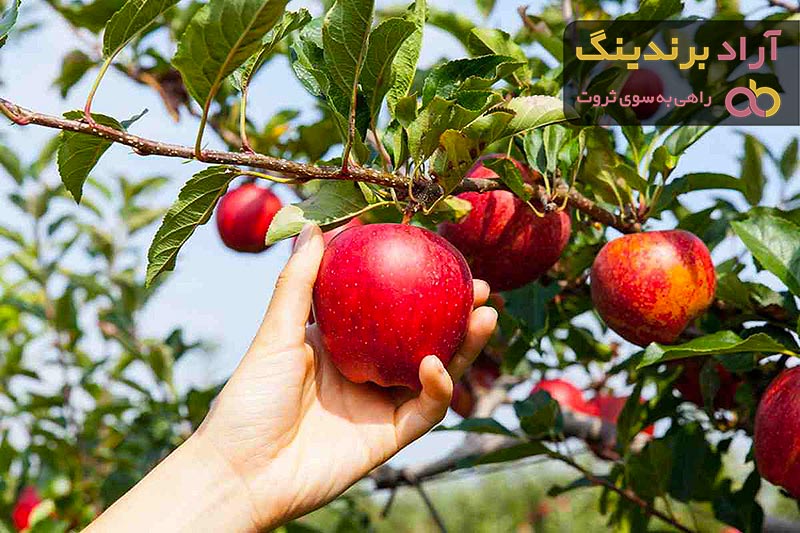 لیست قیمت سیب درختی قرمز ۱۴۰۱