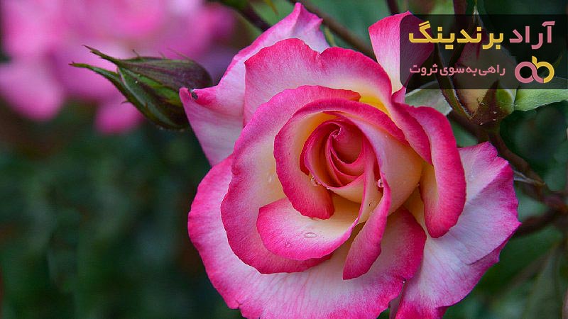 خرید بهترین انواع گل رز با قیمت ارزان