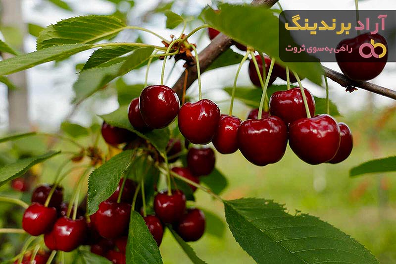 خرید و لیست قیمت گیلاس با بهترین کیفیت