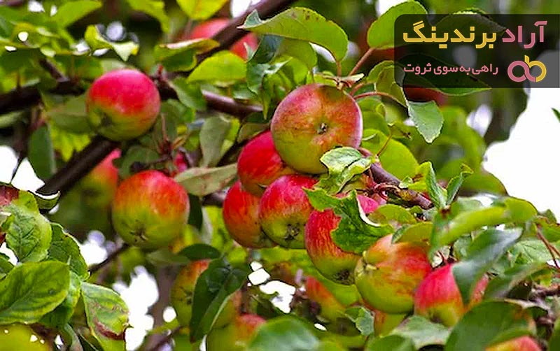 مناسب ترین قیمت سیب درختی مراغه در دی ۱۴۰۱