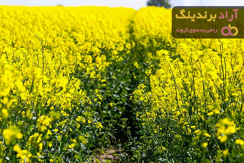 همه محصولات دانه کلزا (rapeseed) + قیمت خرید
