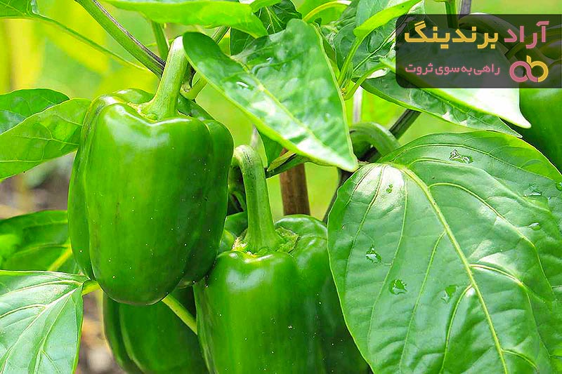 خرید و قیمت روز فلفل دلمه ای سبز