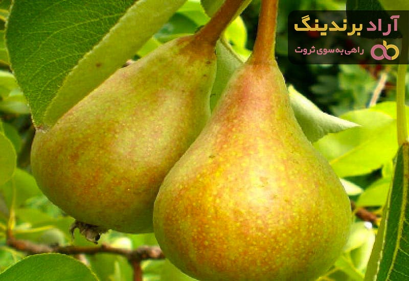 میوه گلابی | فروشندگان قیمت مناسب میوه گلابی