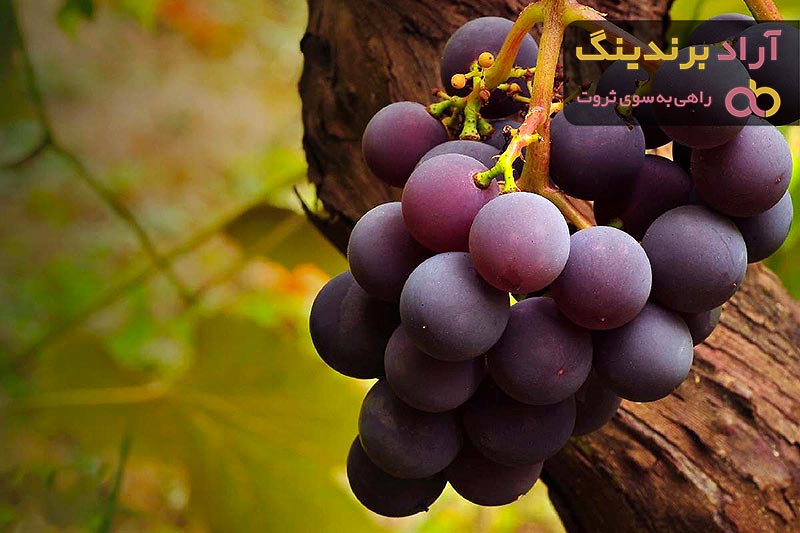قیمت خرید انگور یاقوتی + فروش در تجارت و صادرات