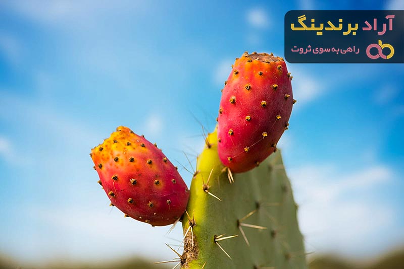 آشنایی با میوه کاکتوس + قیمت استثنایی خرید میوه کاکتوس