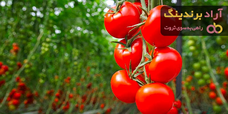 گوجه فرنگی گلخانه ای | فروشندگان قیمت مناسب گوجه فرنگی گلخانه ای