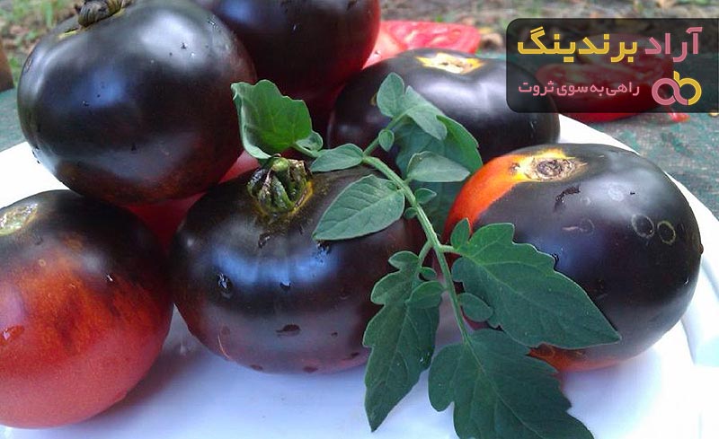 خرید جدیدترین انواع گوجه فرنگی سیاه