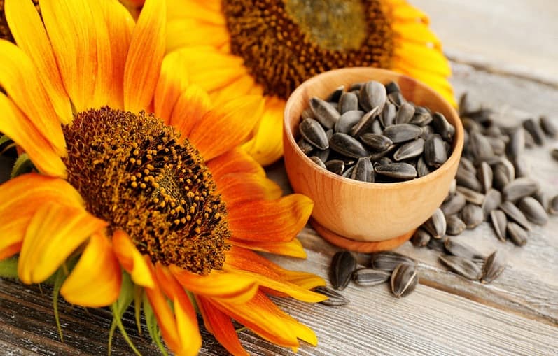 قیمت تخمه آفتابگردان بسته بندی + مشخصات بسته بندی عمده و ارزان