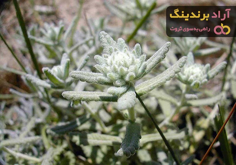 بهترین کلپوره خشک کدام است + مقایسه کامل | قیمت عالی