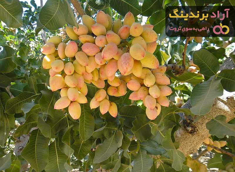 قیمت خرید پسته تازه + فروش در تجارت و صادرات