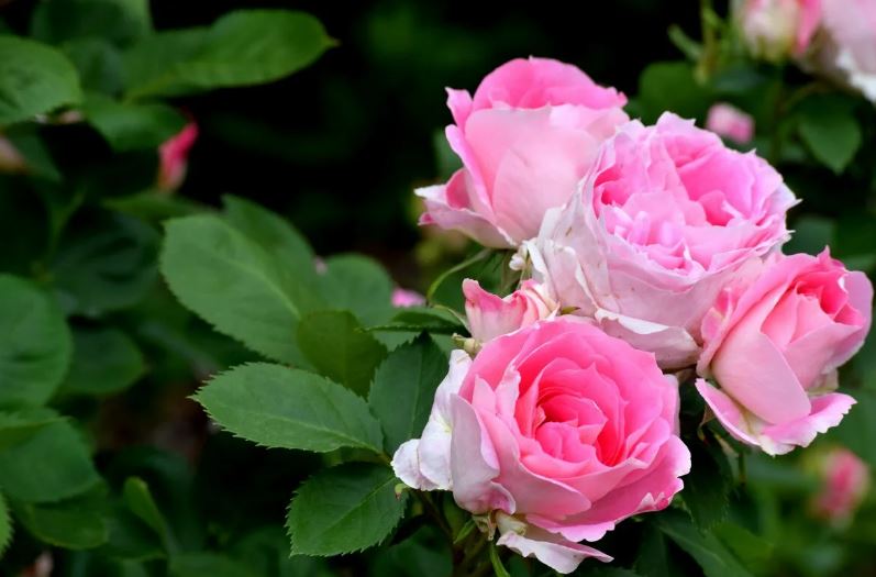 قیمت و خرید گل رز هلندی صورتی + فروش ارزان