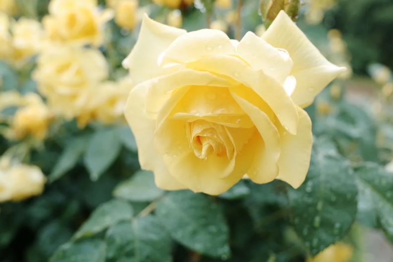 قیمت خرید گل رز زرد هلندی در تهران مشهد اصفهان شیراز