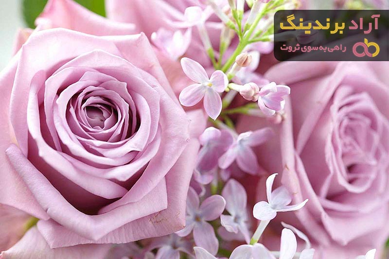 قیمت خرید گل رز بنفش + مشخصات، عمده و ارزان