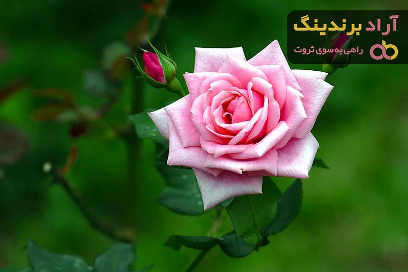 خرید گل رز صورتی هلندی با قیمت استثنایی