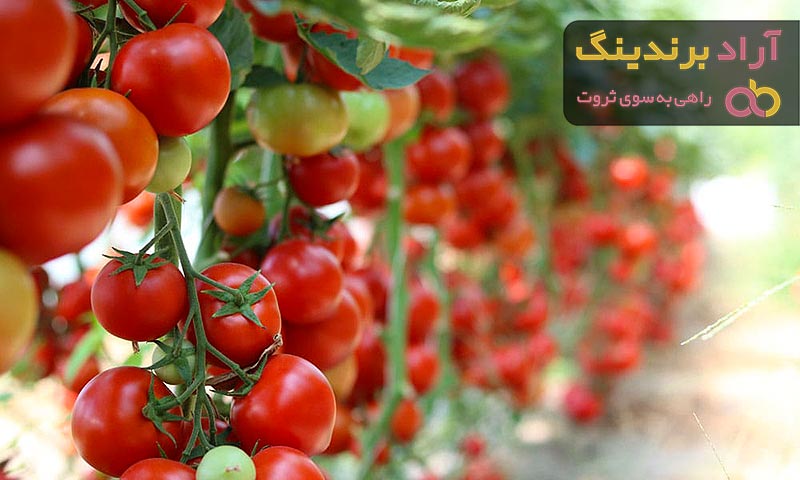 قیمت گوجه فرنگی + خرید و فروش گوجه فرنگی باکیفیت عمده