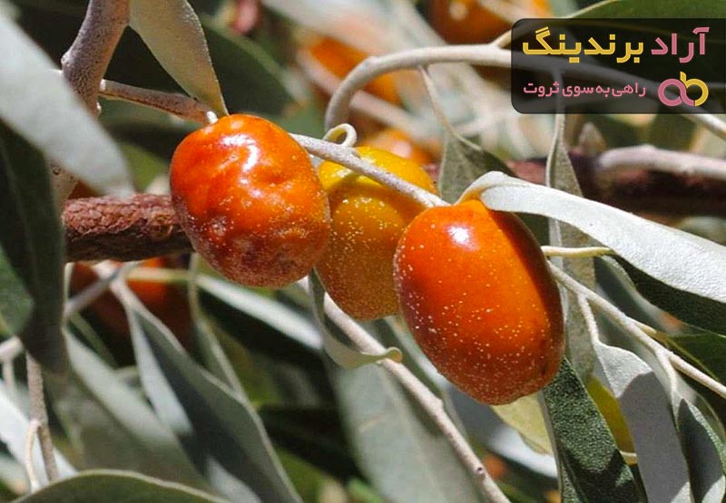 خرید انواع سنجد خرمایی با بهترین قیمت