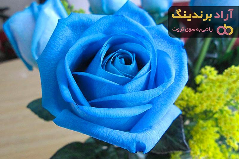 قیمت خرید گل رز آبی عمده + عکس