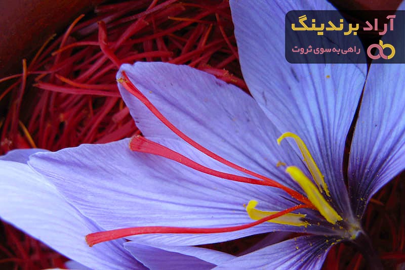 قیمت زعفران نگین قائنات + مشخصات بسته بندی عمده و ارزان