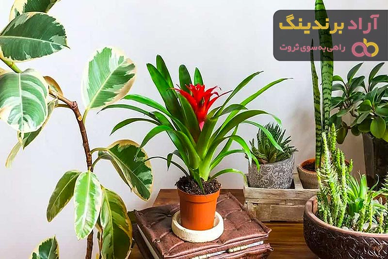 مشخصات گل آپارتمانی زبرا + قیمت خرید