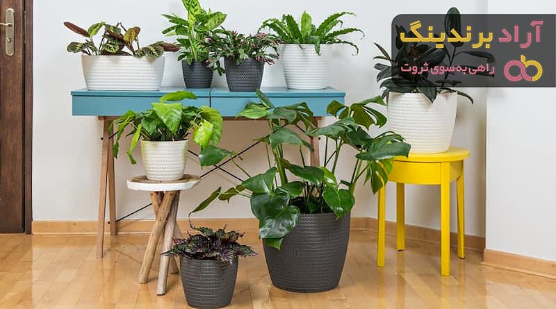 روش تکثیر گیاهان آپارتمانی چیست؟ قیمت خرید