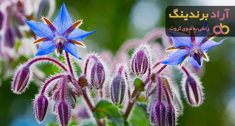 قیمت خرید گل گاوزبان کوهی + خواص، معایب و مزایا