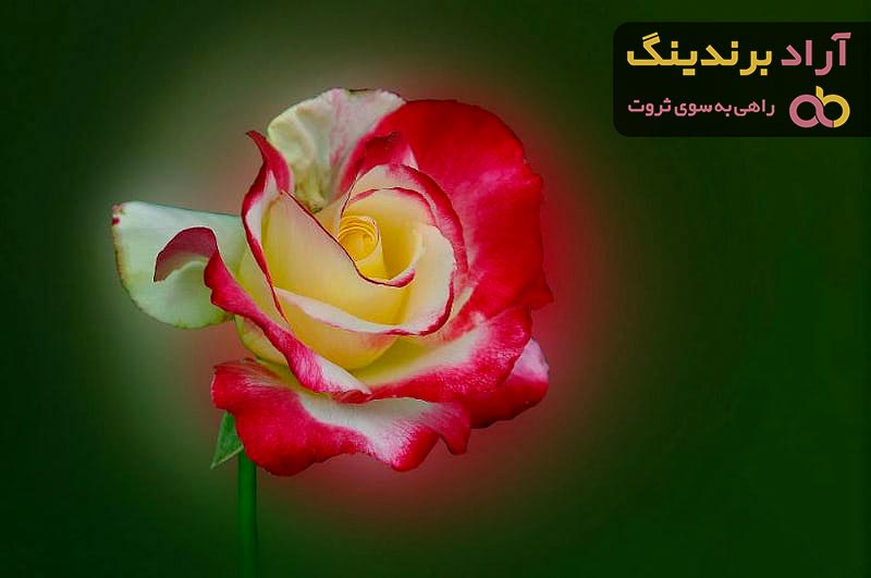 مناسب ترین قیمت گل رز هلندی در دی ۱۴۰۱