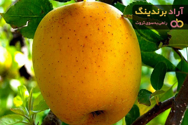 مناسب ترین قیمت سیب درختی زرد در دی ۱۴۰۱