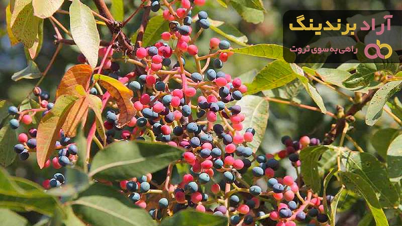 قیمت خرید پسته کوهی سرخس + مشخصات، عمده ارزان