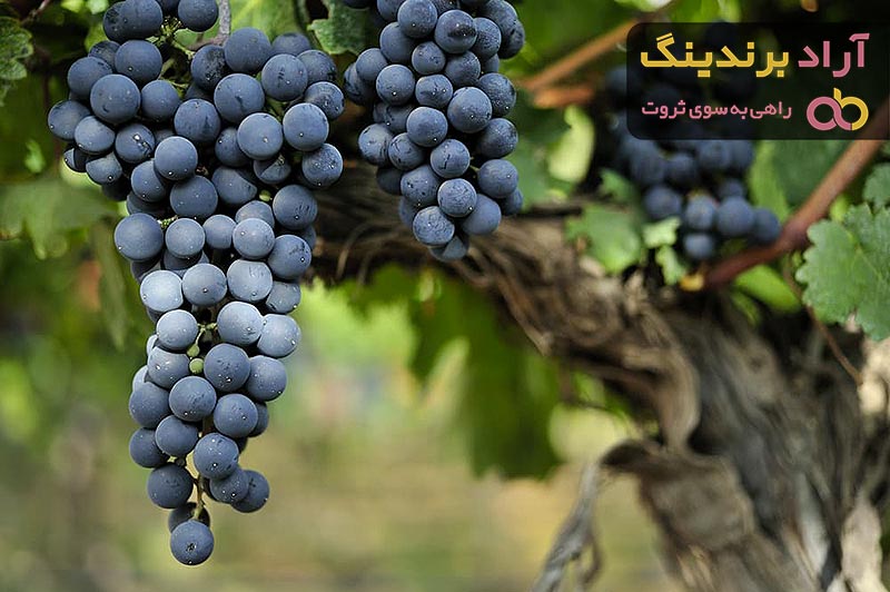 لیست قیمت انگور شانی دی ۱۴۰۱