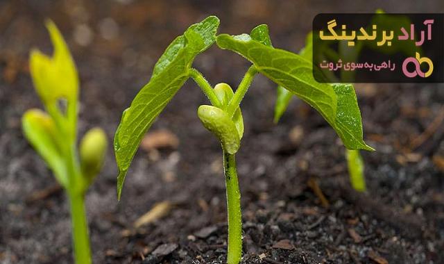 کاشت لوبیا قرمز چگونه است؟ قیمت خرید