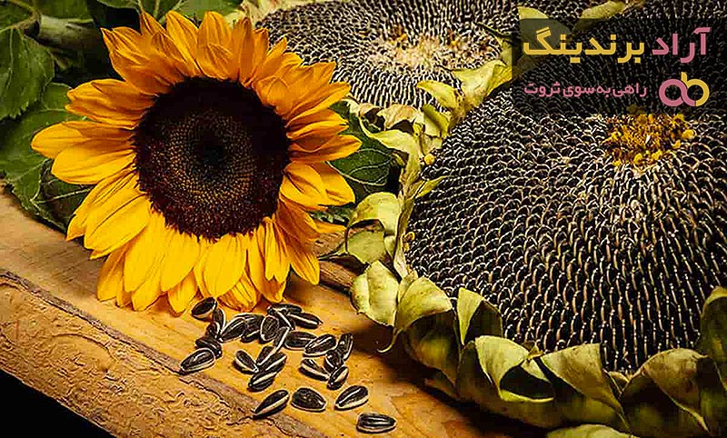 قیمت خرید تخمه آفتابگردان خام + عکس