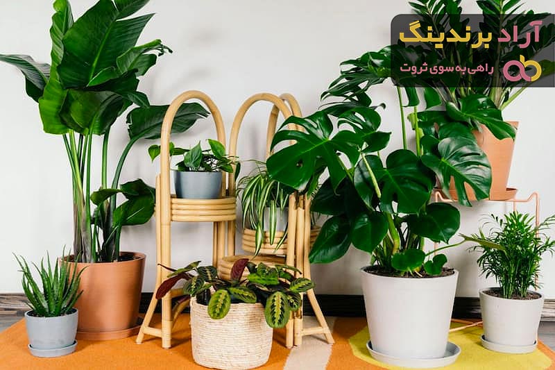 خرید جدیدترین انواع گیاه آپارتمانی با قیمت مناسب