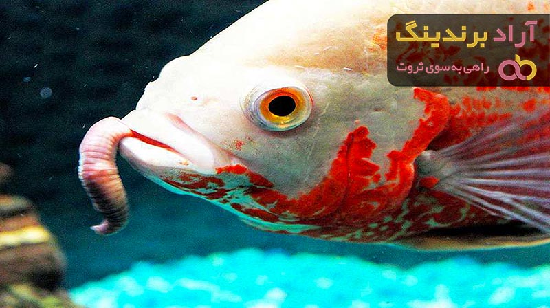 بهترین غذای ماهی اسکار + قیمت خرید عالی